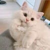 মায়া বেগম avatar